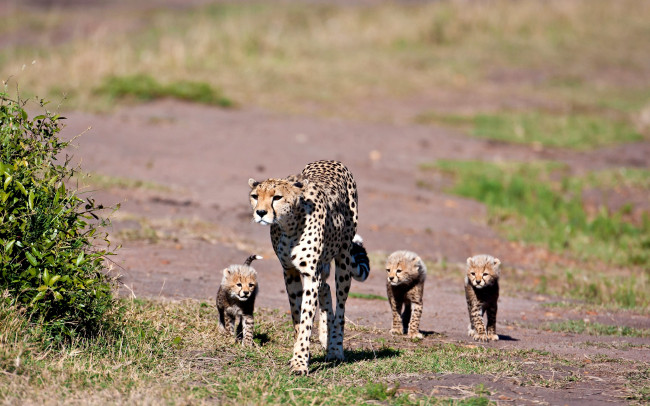 Обои картинки фото животные, гепарды, мама, малыши, прогулка