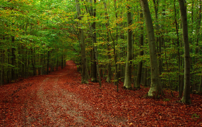 Обои картинки фото природа, дороги, лес, листья, дорога