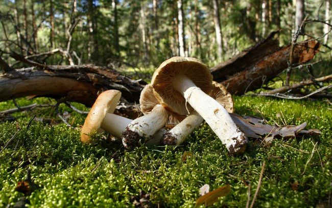 Обои картинки фото природа, грибы, мох, лес