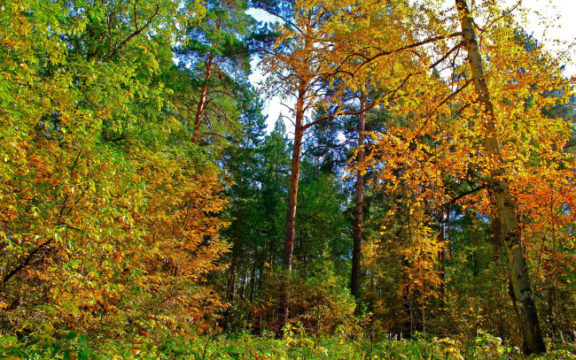 Обои картинки фото природа, лес, желтые, листья, деревья, осень