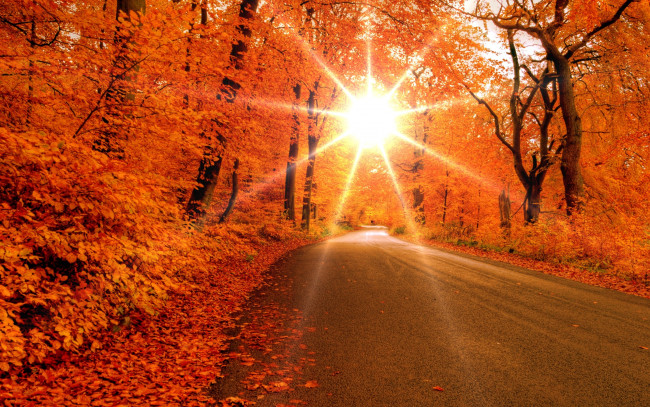 Обои картинки фото природа, восходы, закаты, осень, лес, деревья, листья, дорога, солнце, лучи