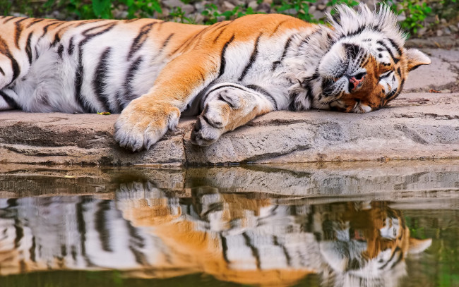 Обои картинки фото тигр, животные, тигры, отражение, лежит