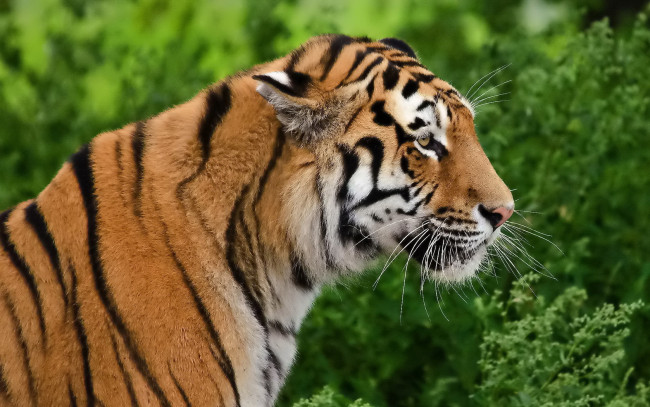 Обои картинки фото тигр, животные, тигры, профиль, уши, полоски