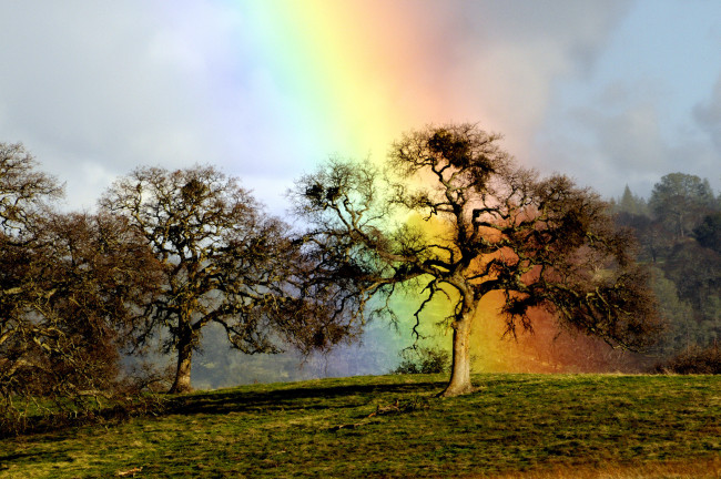 Обои картинки фото rainbow, oak, природа, радуга, дуб, дерево