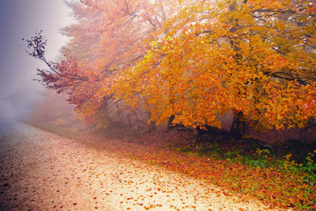 Обои картинки фото природа, дороги, туман, осень, дорога, дерево