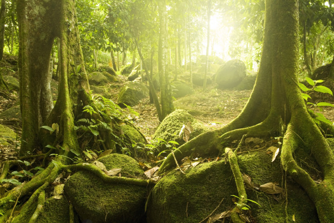 Обои картинки фото природа, лес, деревья, тропические, солнце, загадочный