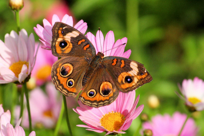 Обои картинки фото животные, бабочки, цветок, крылья