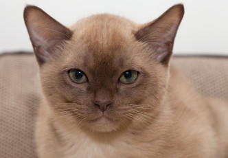 Картинка животные коты портрет мордочка бурманская кошка взгляд