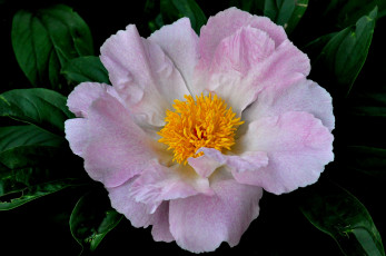 Картинка цветы пионы розовый макро