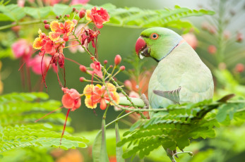 Картинка животные попугаи цветы индийский кольчатый попугай