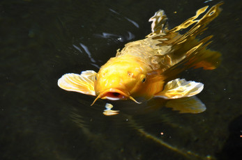 Картинка животные рыбы парчовый карп японский кои вода