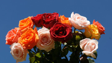 Картинка цветы розы разноцветный