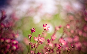 Картинка цветы луговые полевые лепестки