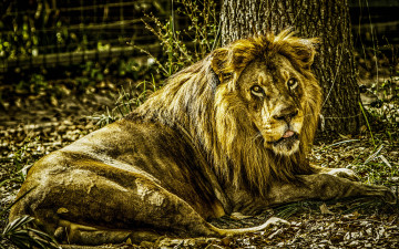 Картинка животные львы дерево