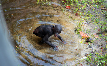Картинка животные обезьяны вода