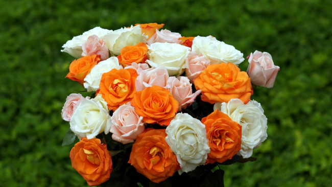 Обои картинки фото цветы, розы, розовый, оранжевый, белый