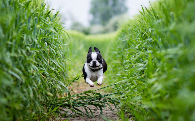 Обои картинки фото животные, собаки, бостон-терьер, бег, поле, тропинка