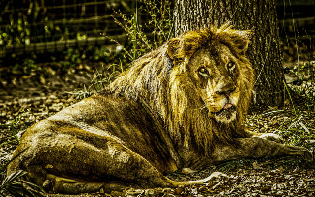 Обои картинки фото животные, львы, дерево