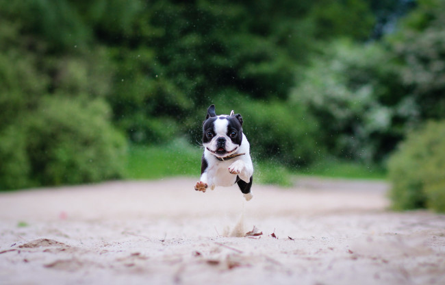 Обои картинки фото животные, собаки, бостон-терьер, бег, песок