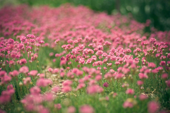 Обои картинки фото цветы, луговые, полевые, розовый