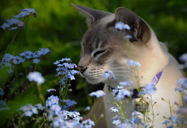 Обои картинки фото животные, коты, тонкинская, кошка, тонкинез, цветы, незабудки