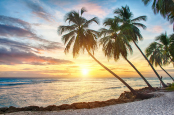 Картинка природа тропики пальмы океан песок закат