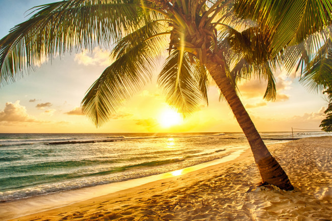 Обои картинки фото природа, тропики, пальма, океан, песок, закат