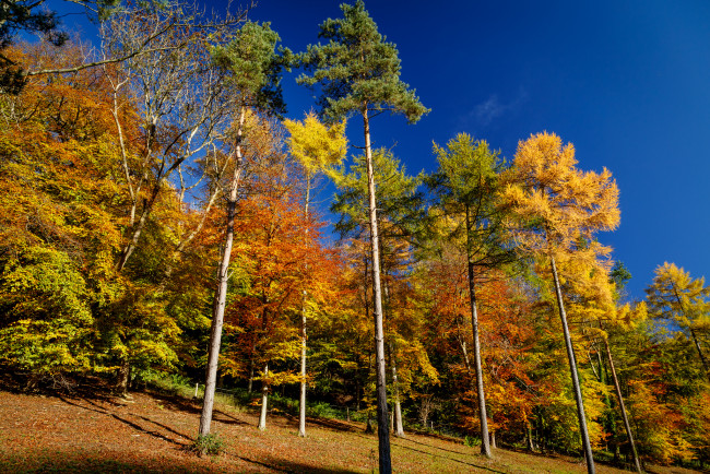 Обои картинки фото природа, лес, осень, сосны, опушка