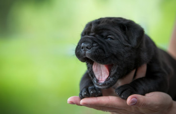 Картинка животные собаки щенок рука кроха зевает язык