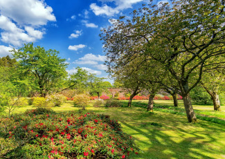 Картинка природа парк деревья кусты лужайка азалия рододендрон