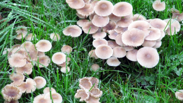 Картинка природа грибы грибная роса капли трава семейка