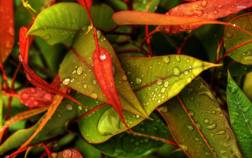 Картинка природа листья макро капли