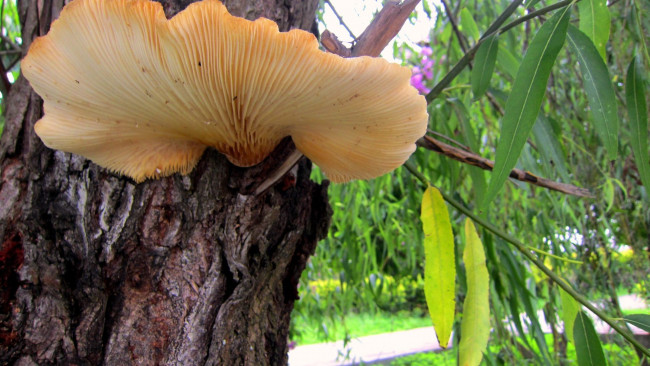 Обои картинки фото природа, грибы, дерево, шляпка, гриб