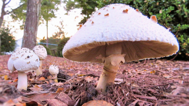 Обои картинки фото природа, грибы, пестрый, зонтик, гриб