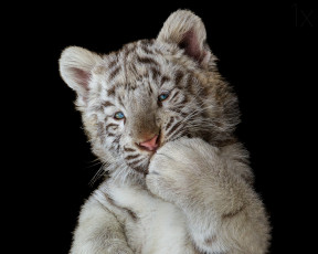 Картинка животные тигры лапа чёрный фон тёмный тигрёнок белый тигр