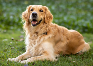 Картинка животные собаки красавец трава ретривер