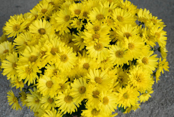 Картинка цветы хризантемы желтые букет