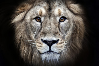 Картинка животные львы лев голова зверь хищник