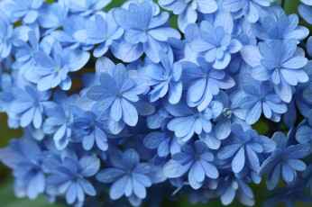 Картинка цветы гортензия макро голубой