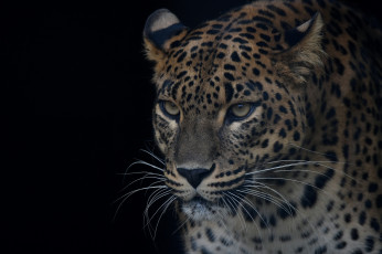 Картинка животные леопарды леопард портрет хищник красавец морда глаза
