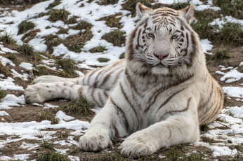 Картинка животные тигры хищник белый красавец тигр