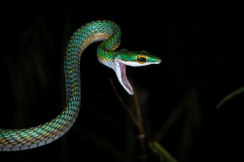 Картинка животные змеи +питоны +кобры змейка
