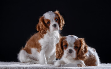 Картинка животные собаки малыши кинг чарльз спаниель щенки