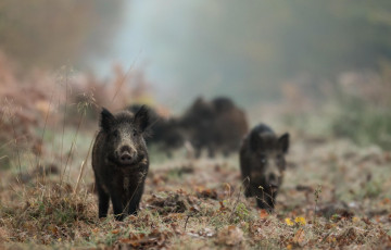 Картинка животные свиньи +кабаны кабаны поросята трава изморозь иней