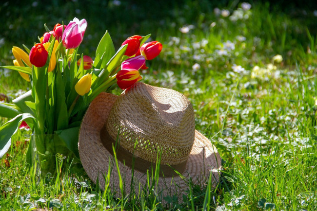 Обои картинки фото цветы, тюльпаны, шляпа, трава
