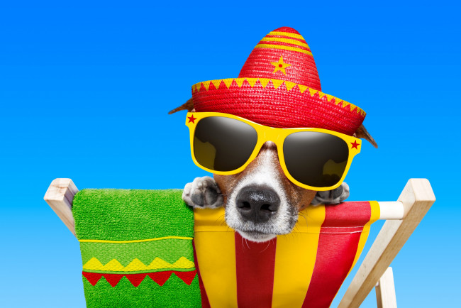 Обои картинки фото юмор и приколы, шезлонг, джек-рассел, пес, собака, полотенце, очки, шляпа