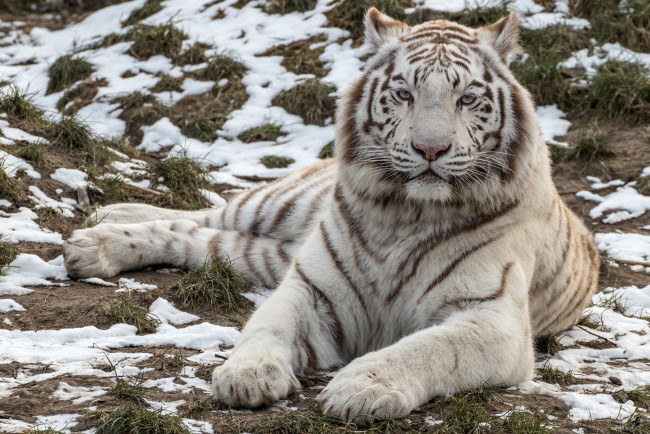 Обои картинки фото животные, тигры, хищник, белый, красавец, тигр