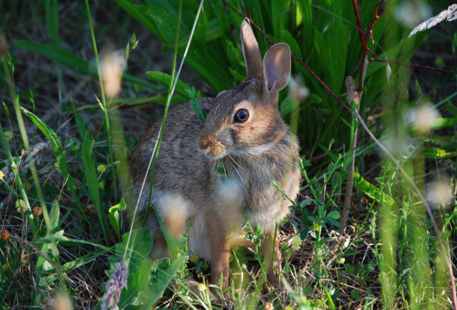 Обои картинки фото животные, кролики,  зайцы, серый, заяц, трава