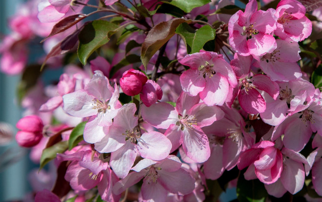 Обои картинки фото цветы, цветущие деревья ,  кустарники, весна, цветущая, яблоня