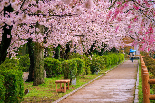 Обои картинки фото природа, парк, аллея, цветущие, деревья, весна